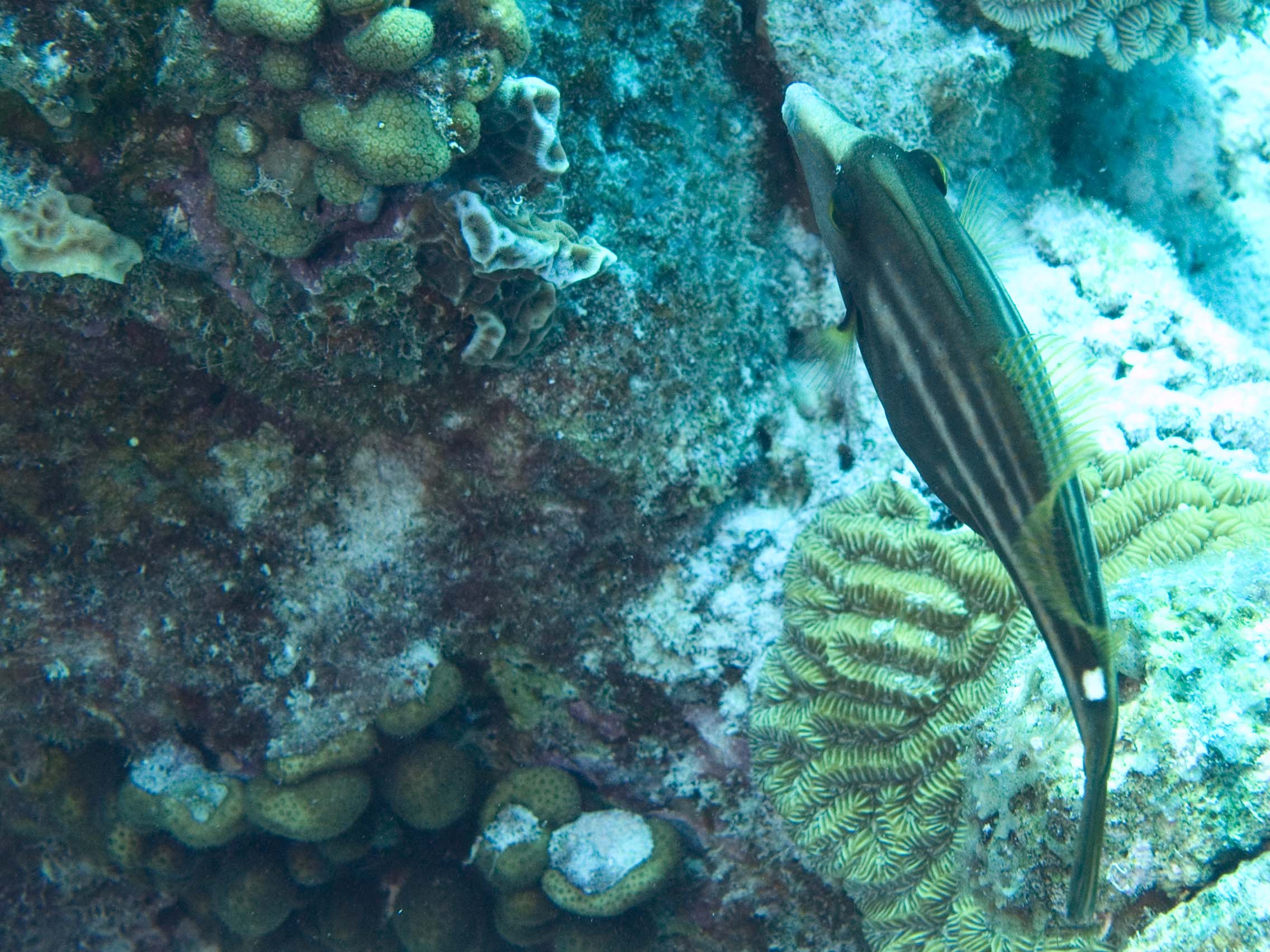 gal/Bonaire 2006/FilefishCropped5x3.jpg